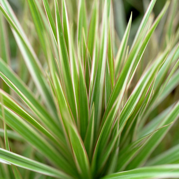 Drakenbloedboom - Dracaena marginata Bicolor - Ø21cm - ↕90-100cm
