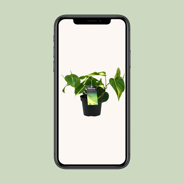 Philodendron Brasil Scandens - Ø12cm - ↕20cm