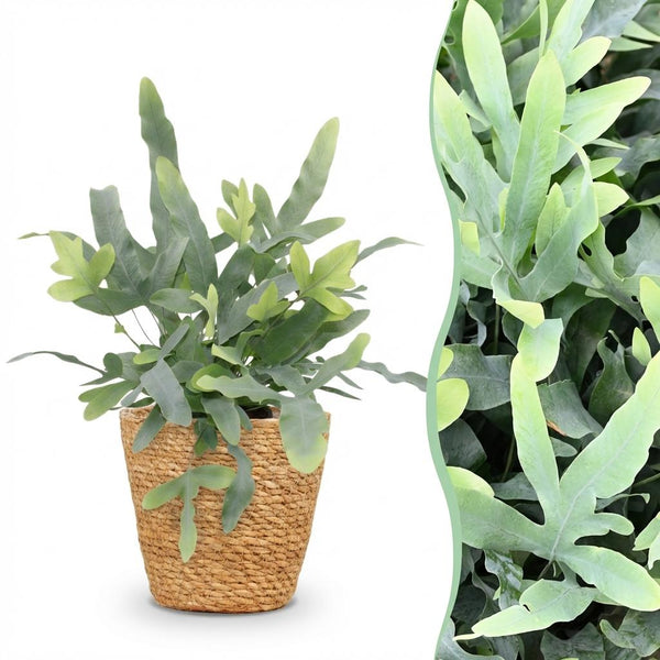 Phlebodium aureum Blue Star - Blauwe Varen - Blauw - Ø12cm - ↕25cm