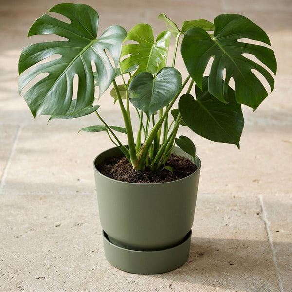 Pot Elho greenville round - leaf green - Ø20cm