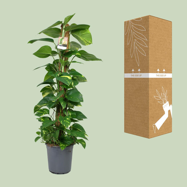 Pothos - Epipremnum aureum - Ø24cm - ↕120cm