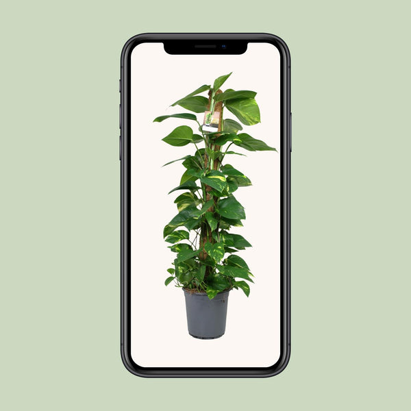 Pothos - Epipremnum aureum - Ø24cm - ↕120cm
