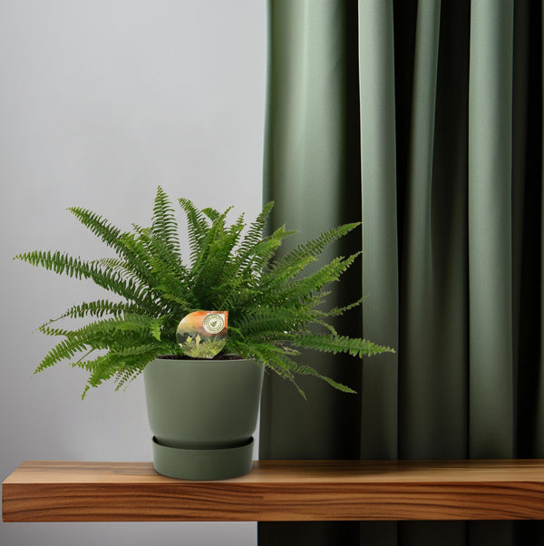 Hangende Varen - Nephrolepis Green Lady - Ø17cm - ↕40cm