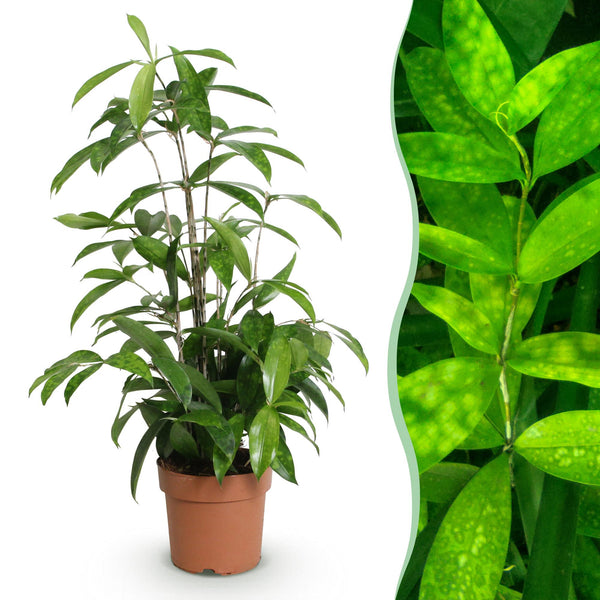 Drakenbloedboom - Dracaena surculosa - Ø17cm - ↕60-70cm