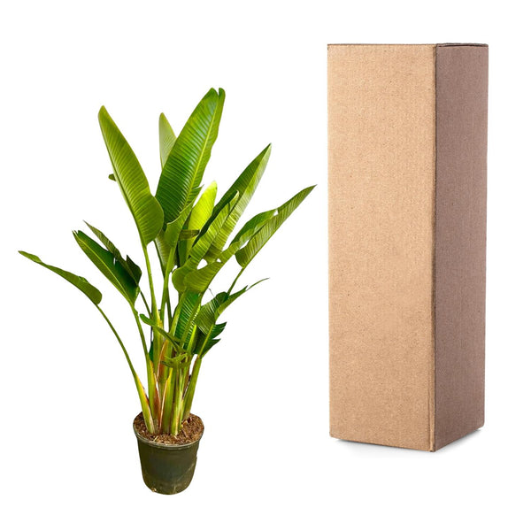 Witte paradijsvogelplant - Strelitzia augusta multi stam - Ø32cm - ↕225cm