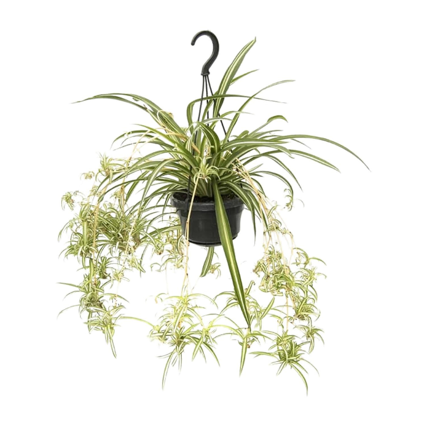 Graslelie - Chlorophytum comosum 'Variegatum' - Ø14cm - ↕55cm