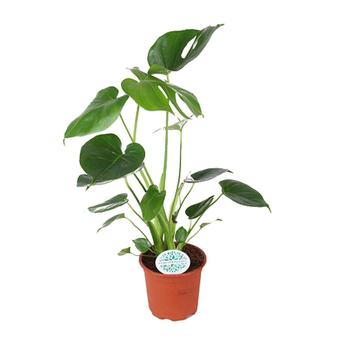 Gatenplant - Monstera deliciosa - Ø14cm - ↕45cm