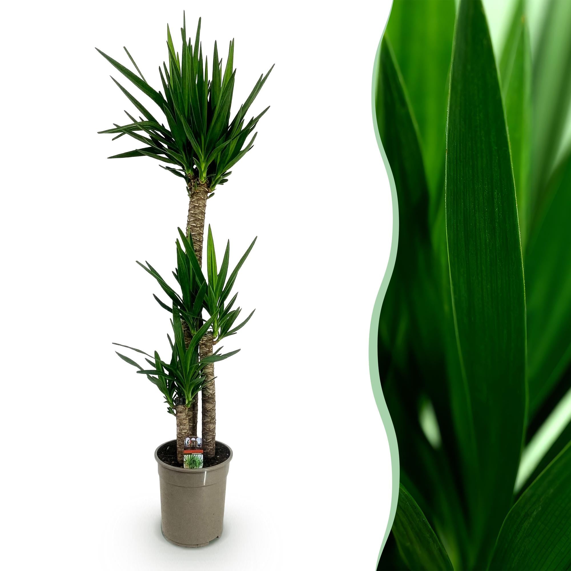 Palmlelie - Yucca elephantipes - Ø27cm - ↕170cm