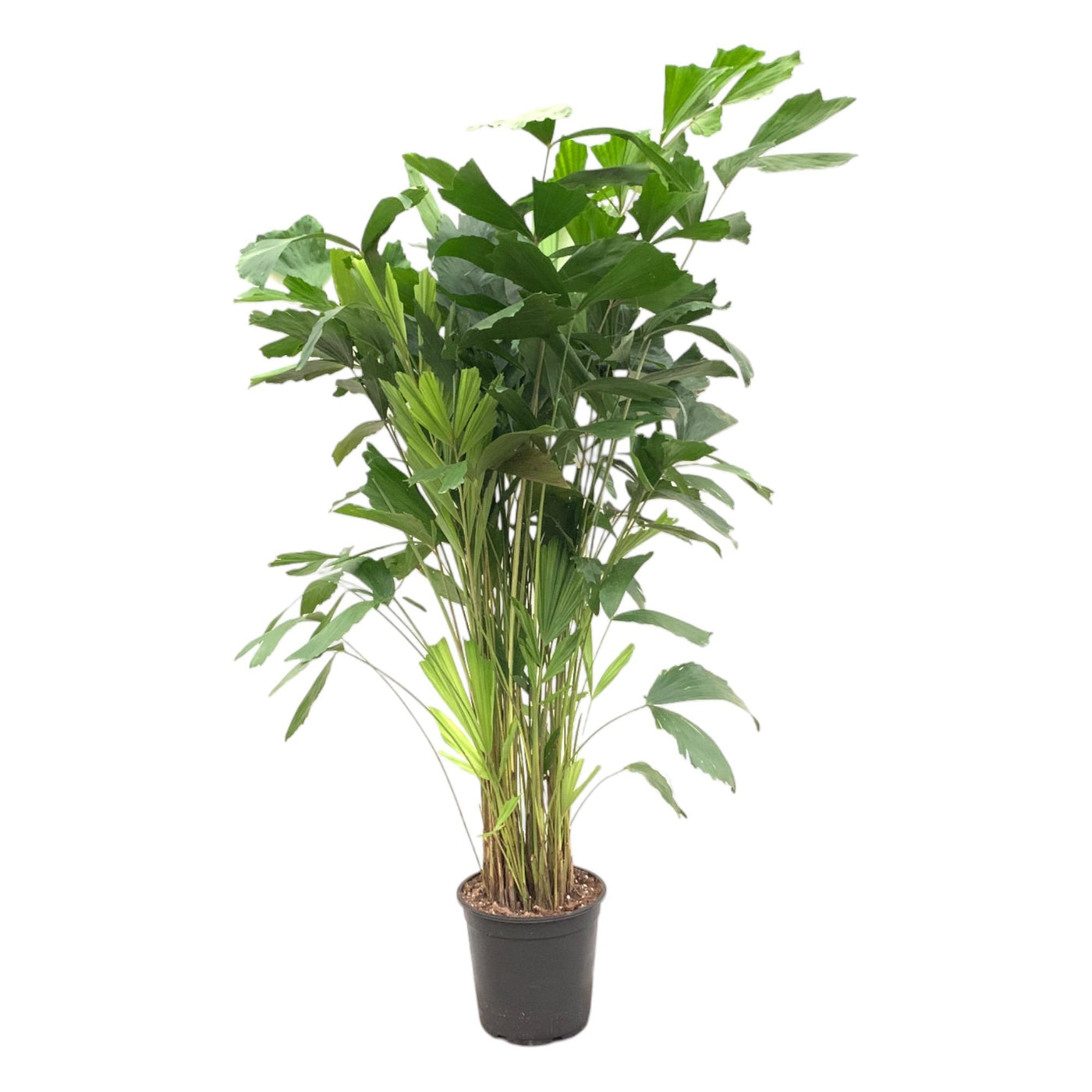 Vissenstaartpalm - Caryota mitis - Ø27cm - ↕150cm