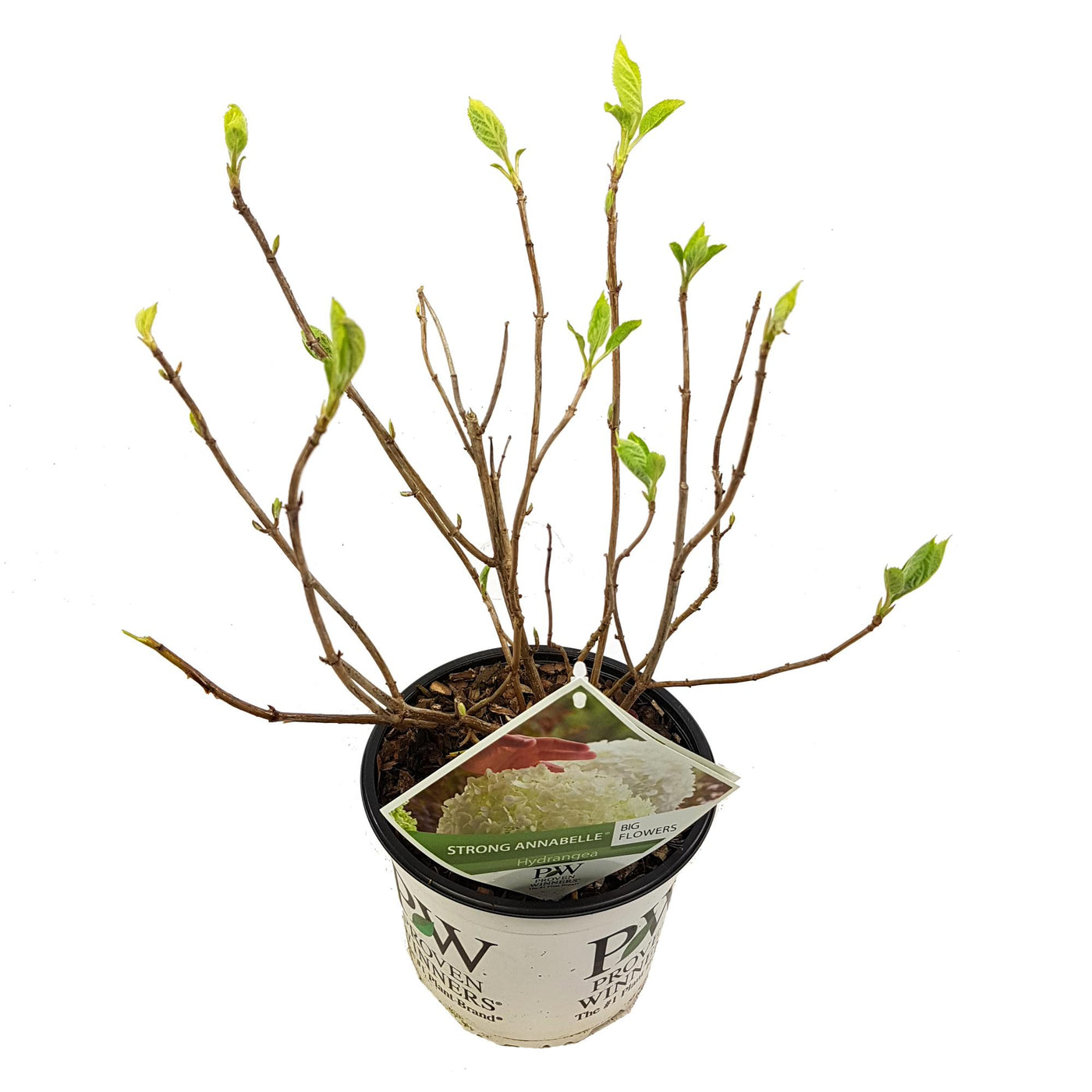 Hortensia - Hydrangea arborescens 'Strong Annabelle' - Ø19cm - ↕30cm