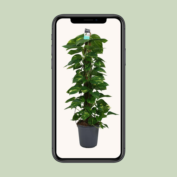 Satijnpothos - Scindapsus pictus - Ø24cm - ↕120cm