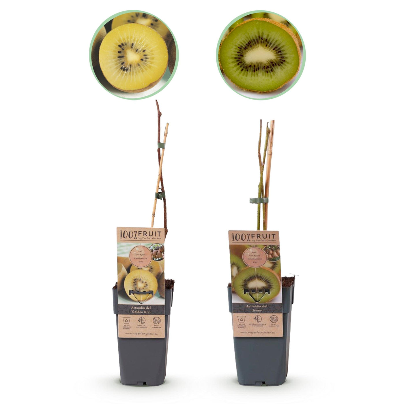 2x Kiwiplant - Actinidia deliciosa Jenny & Golden Kiwi - Ø15cm - ↕50cm
