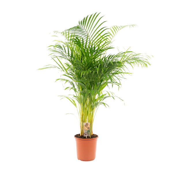 Arecapalm - Areca palm - Ø21cm - ↕130cm