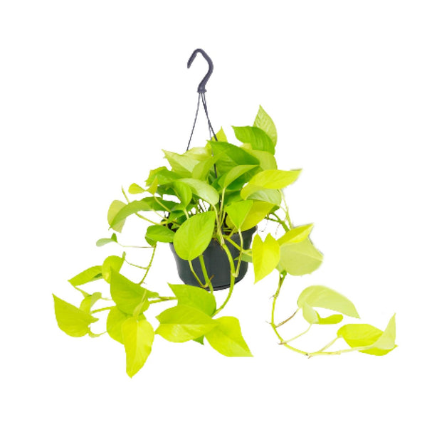 Pothos - Epipremnum aureum - Ø15cm - ↕25cm