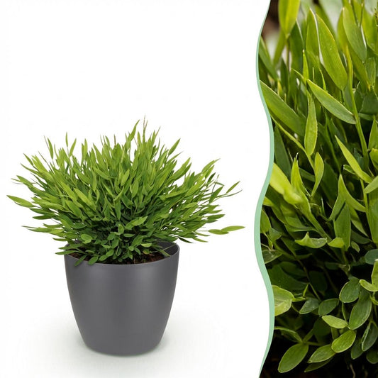 Bamboegras - Bambusa Pogonatherum Monica - Ø12cm - ↕20cm