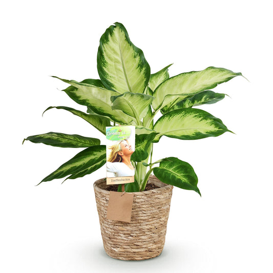 Dieffenbachia - Dieffenbachia Camilla - Ø17cm - ↕45-50cm