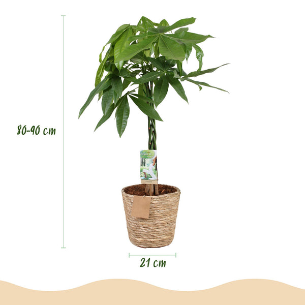 Geldboom - Pachira aquatica gevlochten stam - Ø21cm - ↕80-90cm