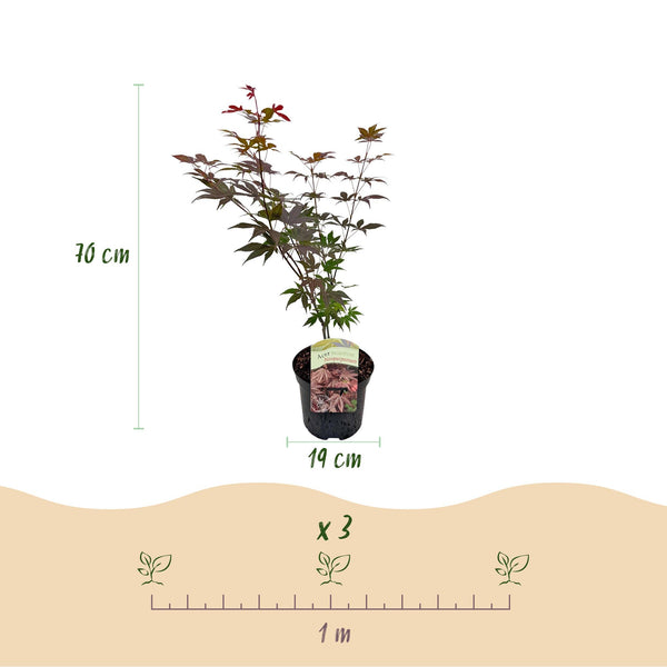 Japanse Esdoorn - Acer palmatum Atropurpureum - Paars - Ø19cm - ↕70cm