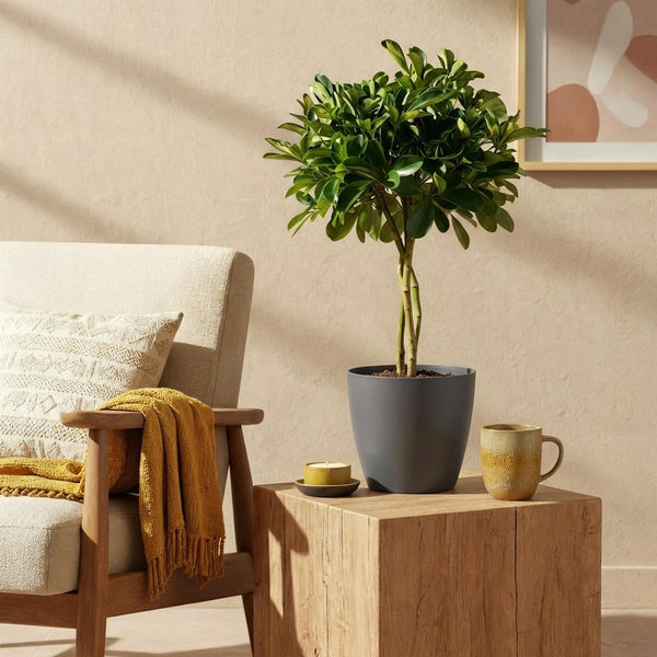 Vingerboom - Schefflera Gold Capelle - Goud - Ø21cm - ↕70-80cm