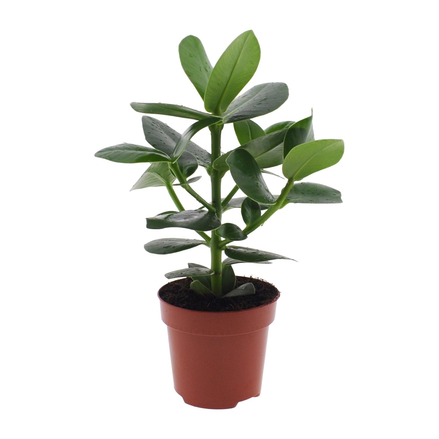 Clusia - Clusia rosea 'Princess' - Ø12cm - ↕15cm