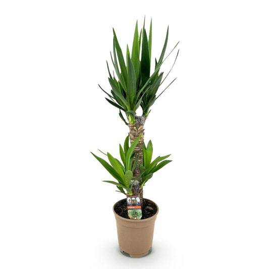 Palmlelie - Yucca elephantipes - Ø17cm - ↕75cm