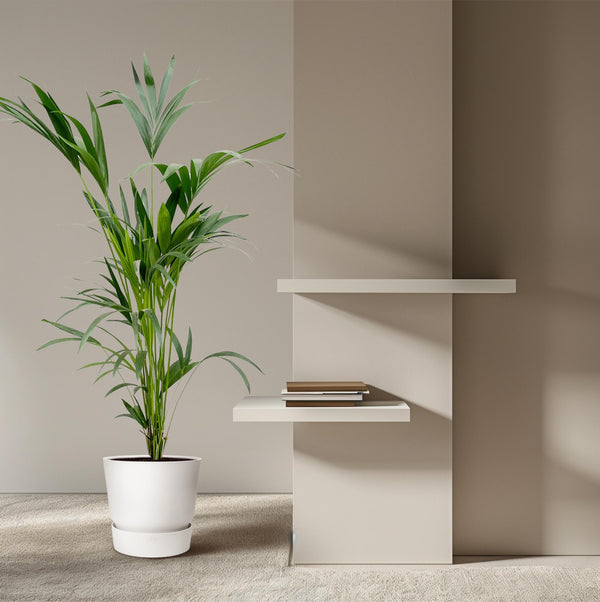 Kentiapalm - Kentia palm - Ø24cm - ↕160cm