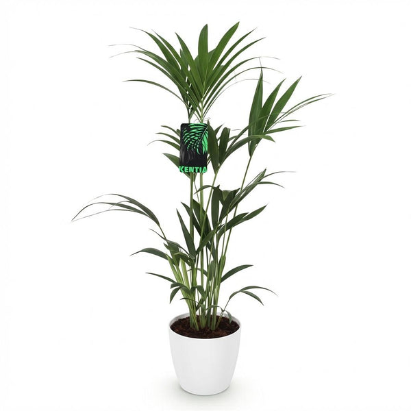 Kentiapalm - Howea forsteriana - Ø21cm - ↕120-130cm