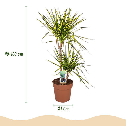 Drakenbloedboom - Dracaena Sunray - Ø21cm - ↕90-100cm