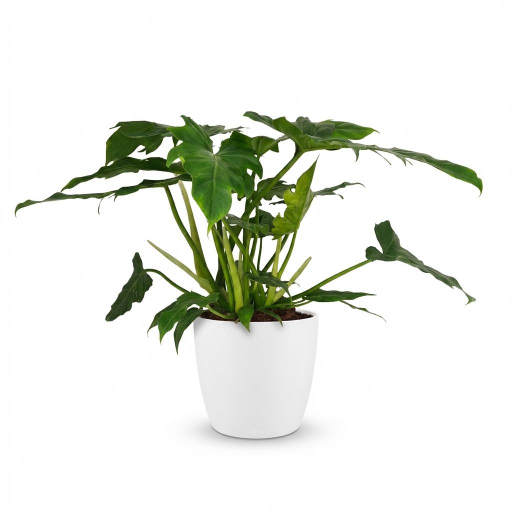 Philodendron Lacerum - Ø19cm - ↕65cm