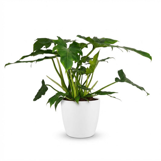 Philodendron Lacerum - Ø19cm - ↕65cm