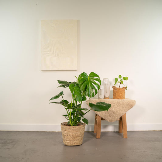 Gatenplant - Monstera deliciosa - incl. Mand Selin - Ø21cm - ↕80cm
