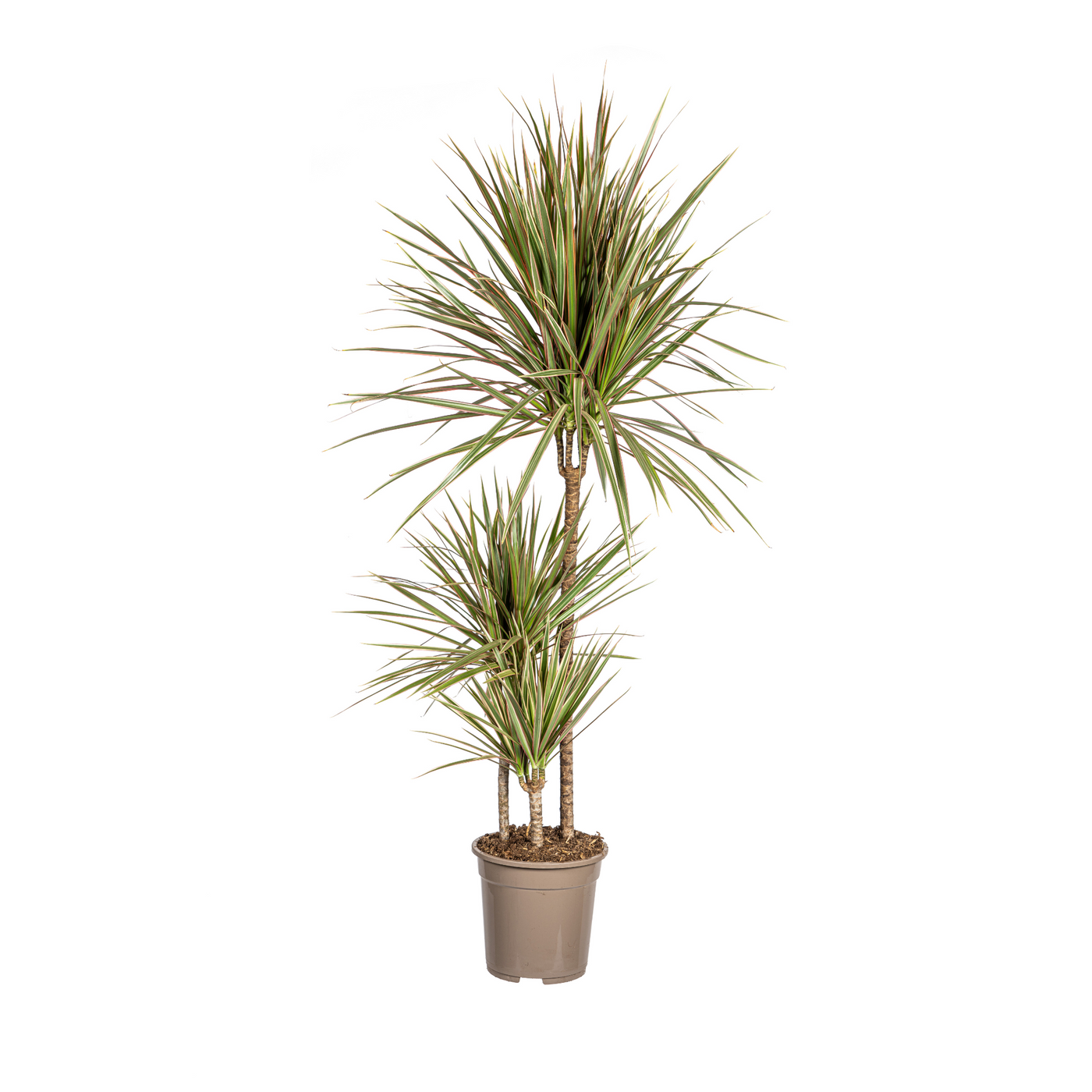 Drakenbloedboom - Dracaena marginata Bicolor - Ø21cm - ↕120cm