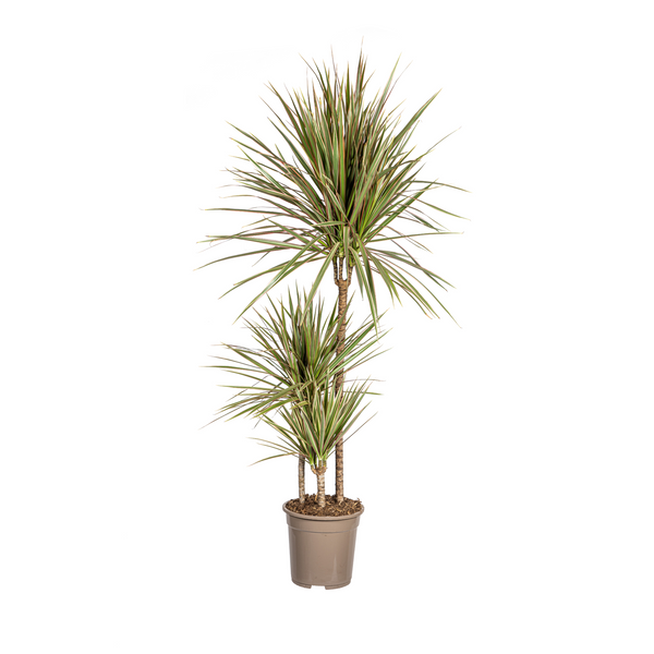 Drakenbloedboom - Dracaena marginata Bicolor - Ø21cm - ↕120cm