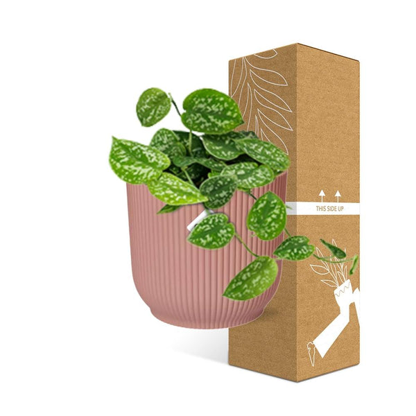Satijnpothos - Scindapsus pictus 'Argyraeus' - incl. Elho Vibes Fold Roze - ↕14cm