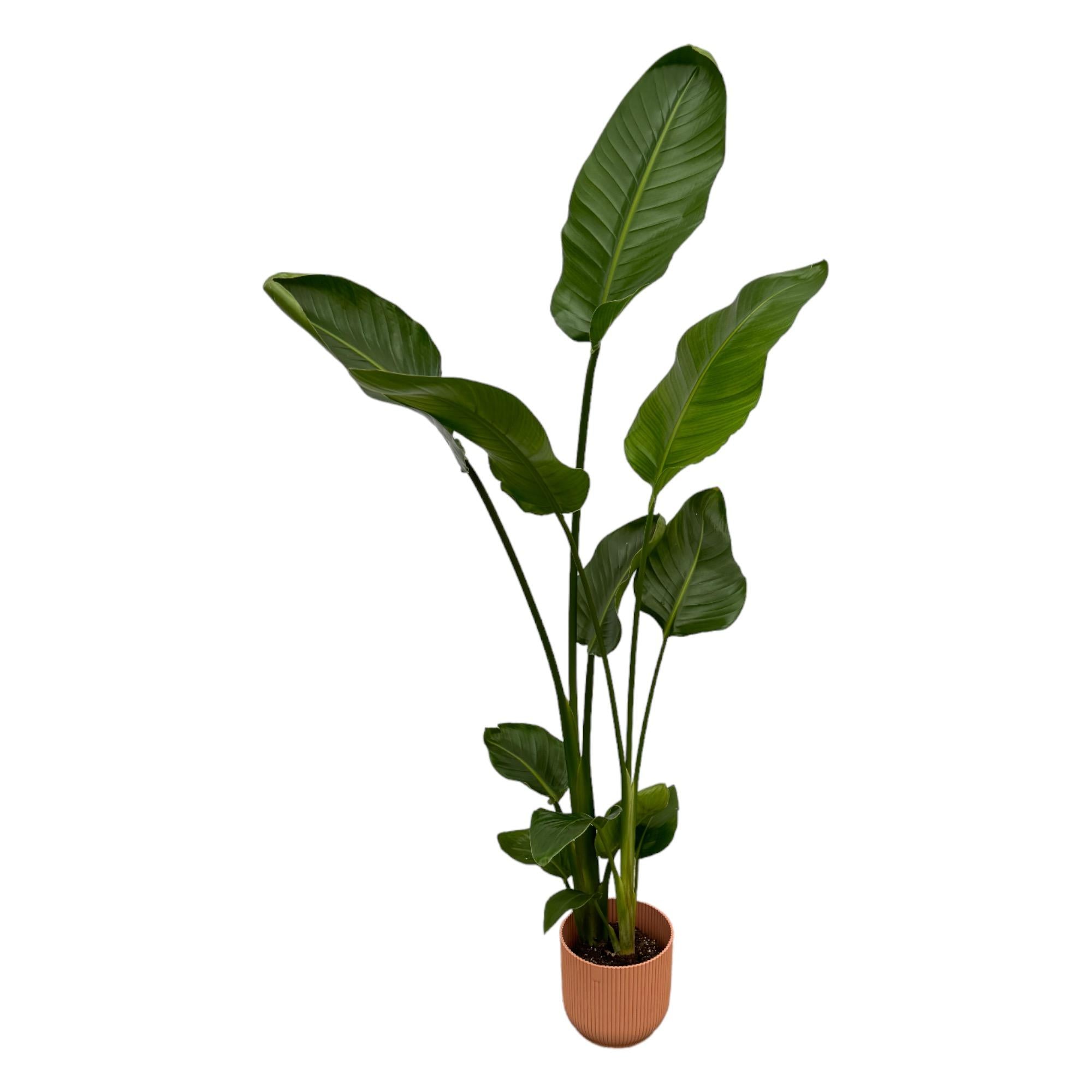 Witte paradijsvogelplant - Strelitzia nicolai - incl. Elho Vibes Fold Round roze - Ø18cm - ↕100cm