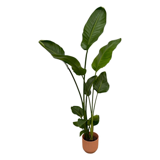 Witte paradijsvogelplant - Strelitzia nicolai - incl. Elho Vibes Fold Round roze - Ø18cm - ↕100cm
