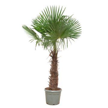 Chinese waaierpalm - Trachycarpus fortunei - Ø55cm - ↕270cm