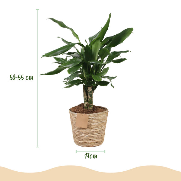 Drakenbloedboom - Dracaena fragrans Steudneri - Ø17cm - ↕50-55cm