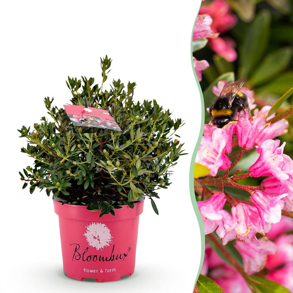 Dwergrhododendron - Rhododendron 'Bloombux' - magenta - Ø23cm - ↕45-55cm