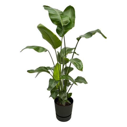 Witte paradijsvogelplant - Strelitzia nicolai - incl. Elho Greenville Round zwart - Ø30cm - ↕160cm