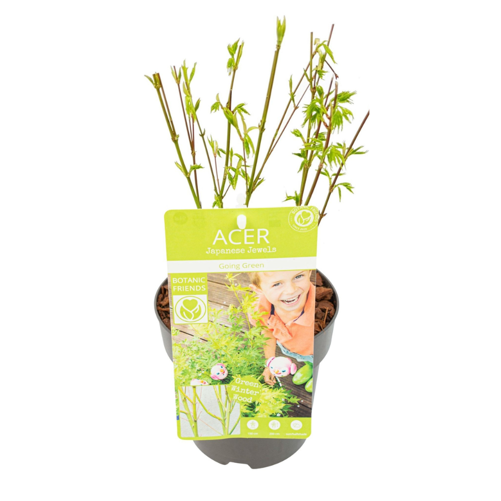 Japanse Esdoorn - Acer palmatum Going Green - Ø15cm - ↕50cm