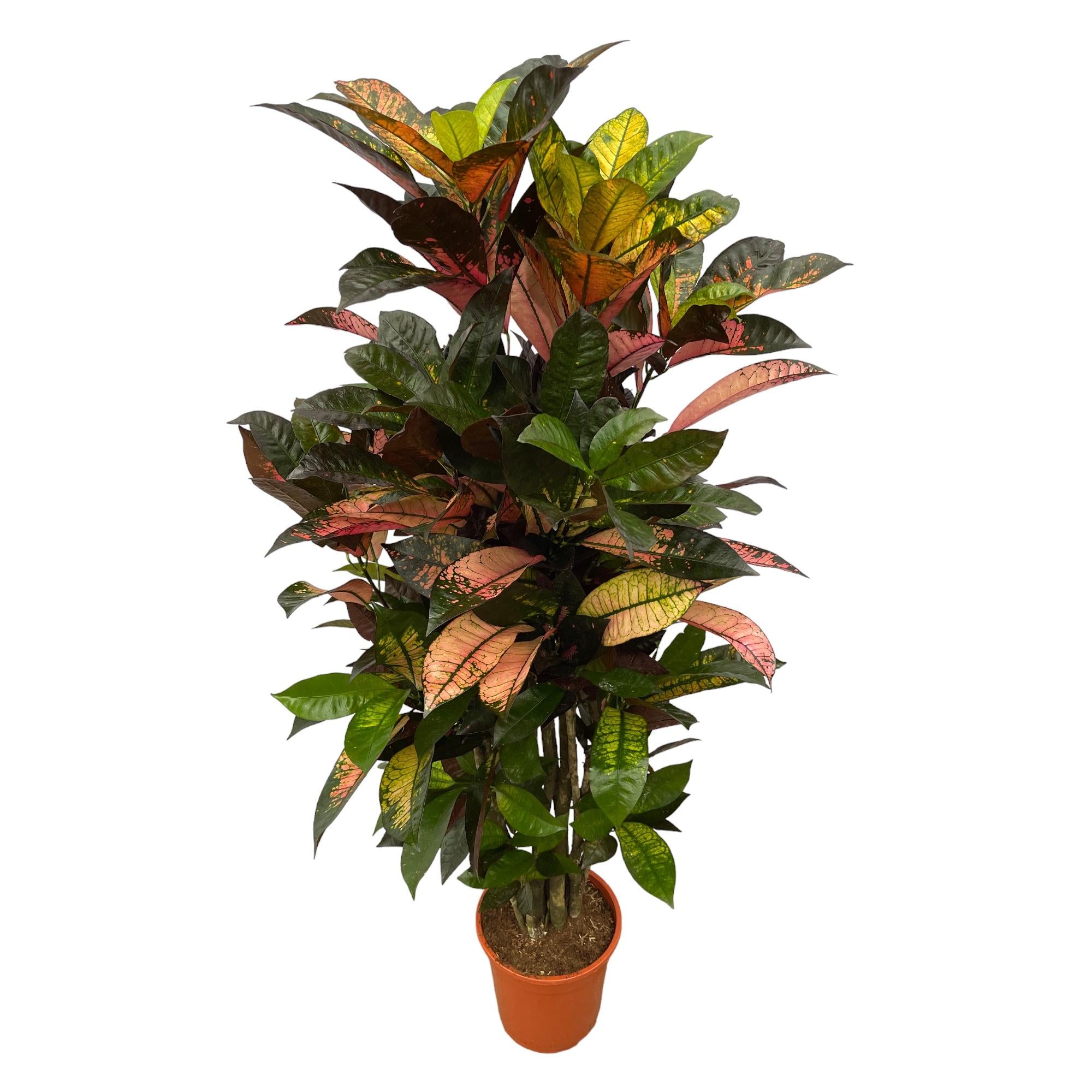 Croton - Codiaeum Iceton vertakt - Ø24cm - ↕100cm