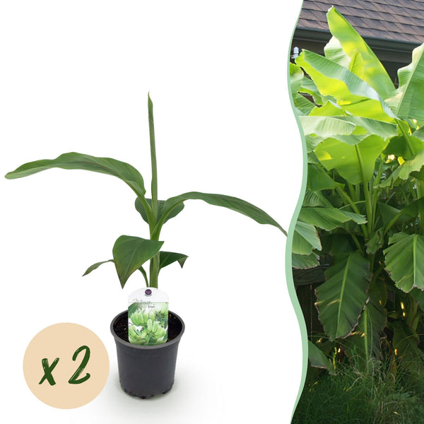 Bananenplant - Musa basjoo - Ø12cm - ↕30cm