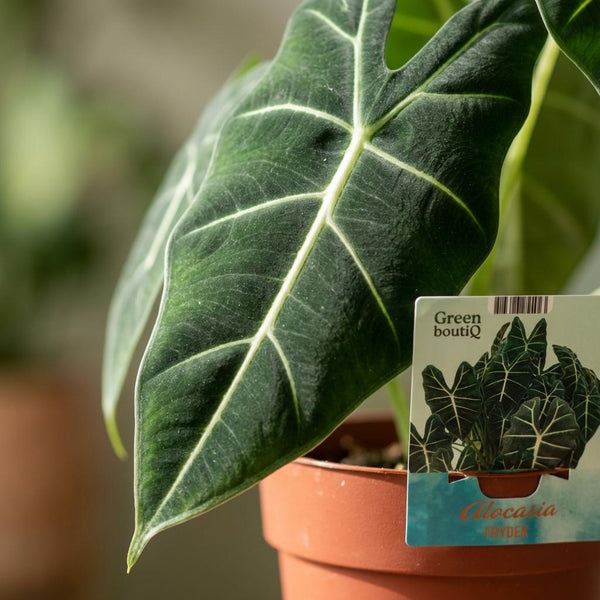Olifantsoor - Alocasia Frydek - Ø19cm - ↕60cm