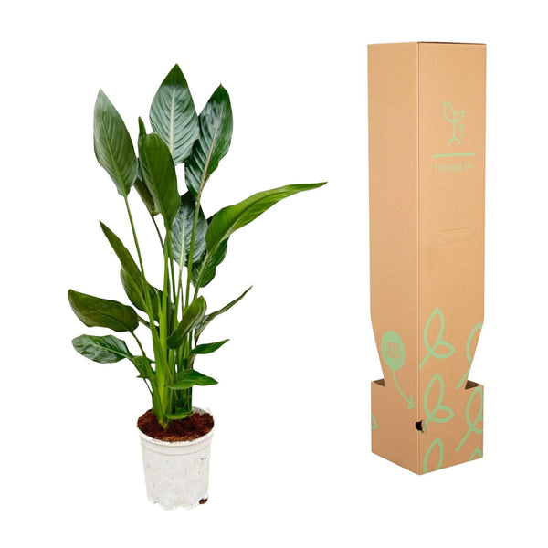 Paradijsvogelplant - Strelitzia reginae - Ø21cm - ↕120cm