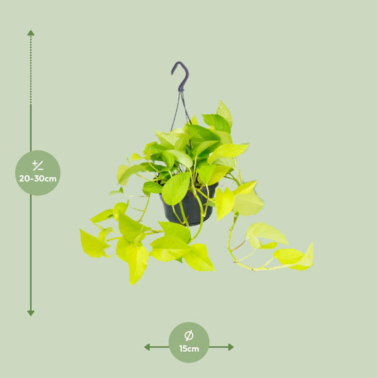 Pothos - Epipremnum aureum - Ø15cm - ↕25cm