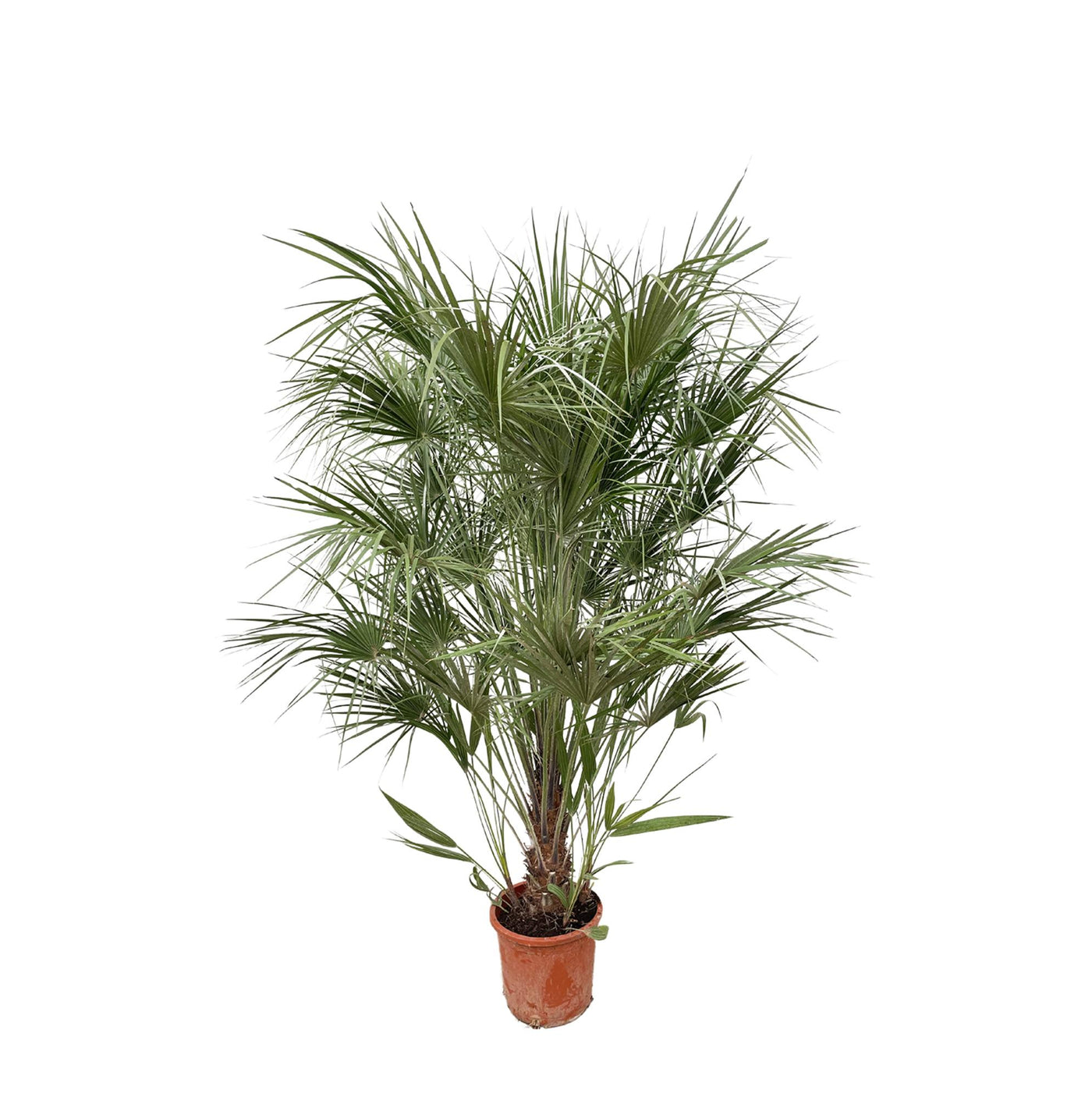 Europese dwergpalm op stam - Chamaerops humilis - ↕170cm
