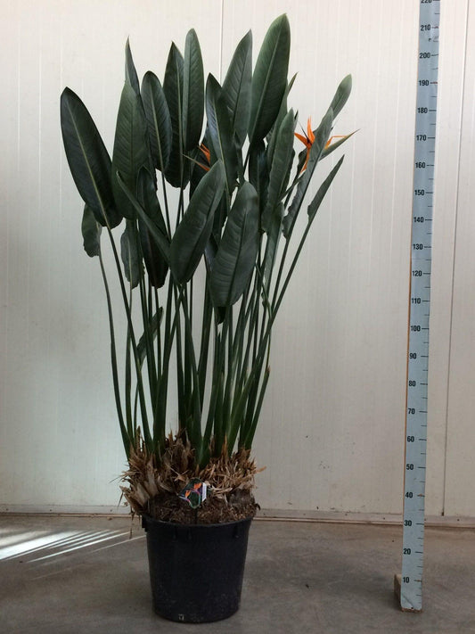 Paradijsvogelplant - Strelitzia reginae - Ø50cm - ↕180cm