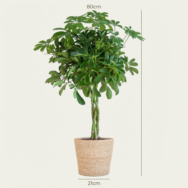 Vingerboom - Schefflera Arab Nora - incl. Zeegraskorf - Naturel - Ø21cm - ↕70cm