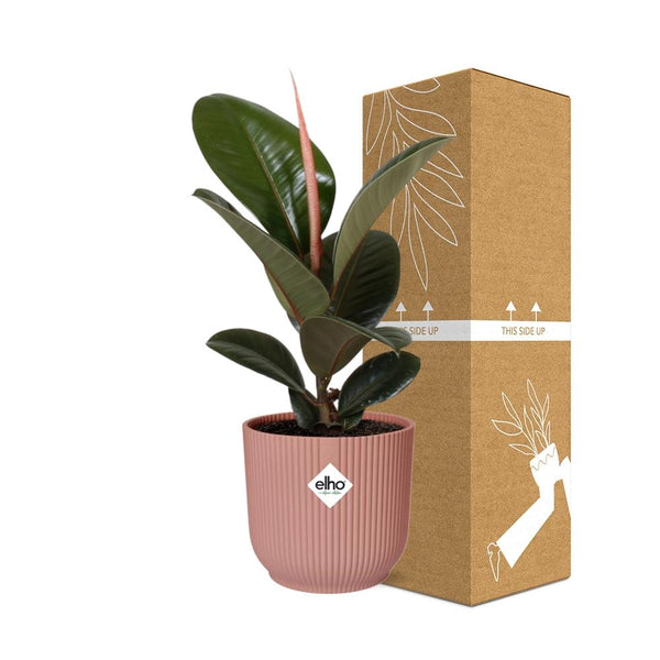 Rubberboom - Ficus elastica ‘Robusta’ - incl. Elho Vibes Fold Roze - ↕14cm